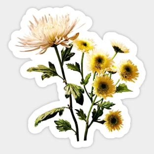 Chrysanthemums - Mums Medley Sticker